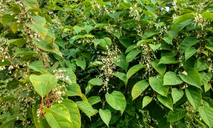 Japanese Knotweed Removal Cardiff