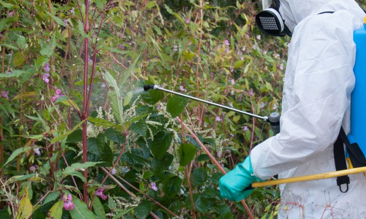 Japanese Knotweed Removal Cardiff