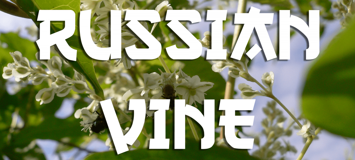 russian vine