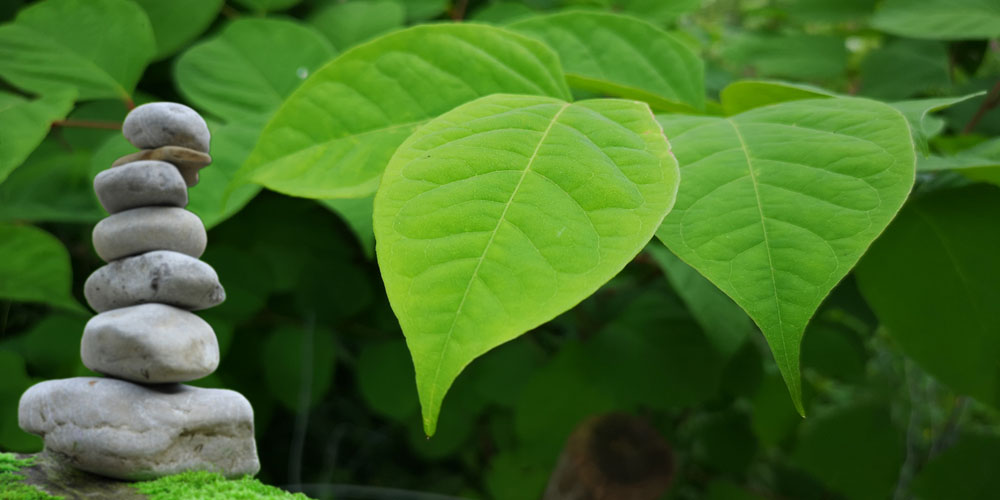 japanese knotweed