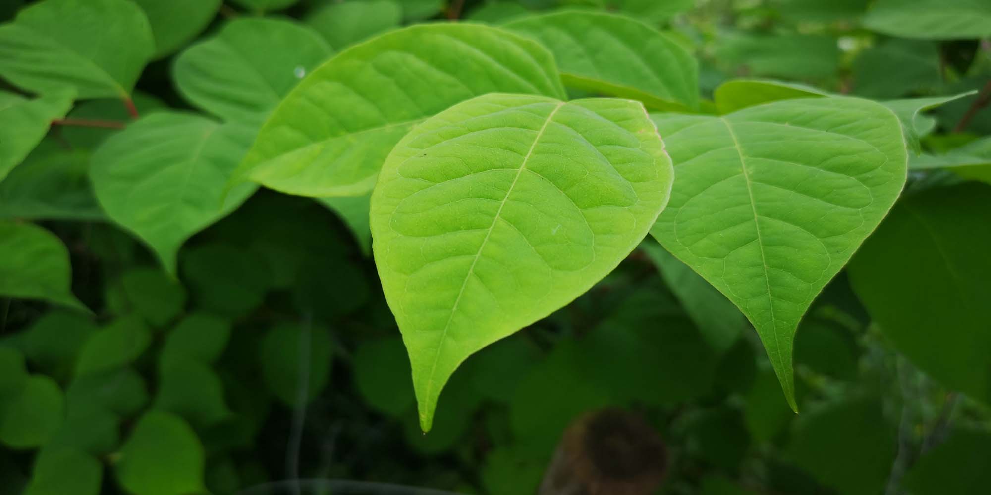 Japanese Knotweed leaves