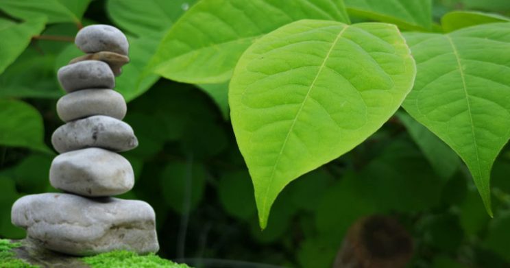japanese knotweed