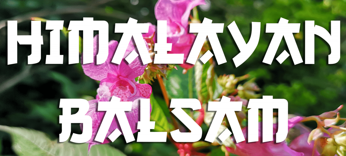 himalayan balsam